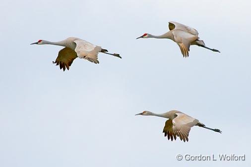 Sandhill Cranes In Flight_35181.jpg - Sandhill Cranes (Grus canadensis)Photographed along the Gulf coast near Port Lavaca, Texas, USA.